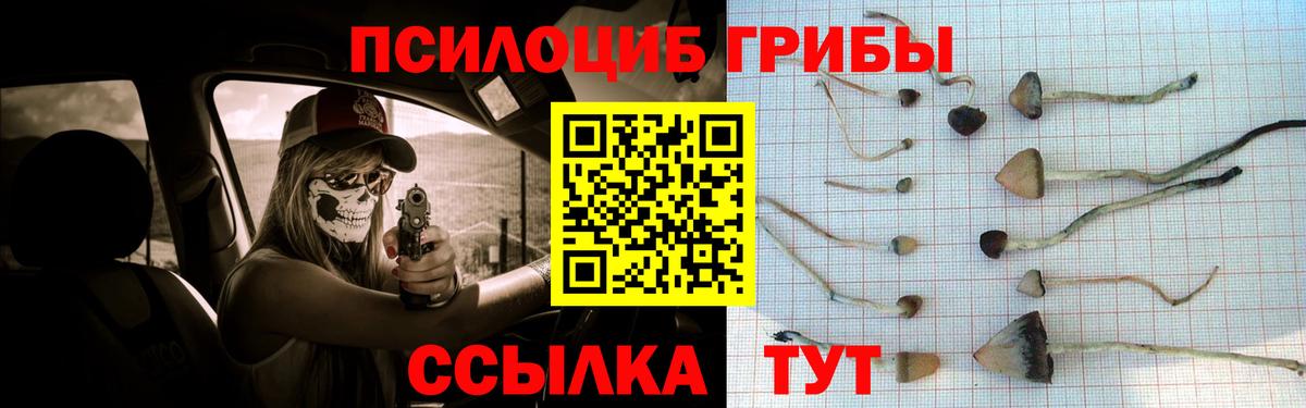 Псилоцибиновые грибы Psilocybe  Вход с VPN  как найти наркотики  Богданович  Галлюциногенные грибы Psilocybine cubensis 